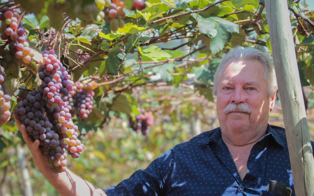 Alerta de golpe: Uvas Estância Angélica informa que seu Instagram foi hackeado