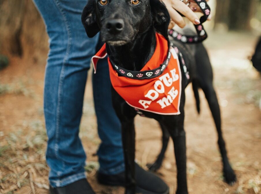 Conexão Pet reúne tutores e animais em manhã de diversão, aprendizado e solidariedade no próximo sábado (25)
